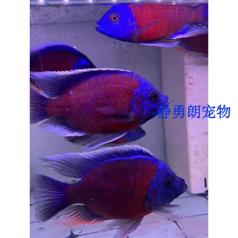 荣郁蓝面财神鱼大型观赏鱼淡水鱼三湖慈鲷鱼金红龙配鱼鱼好养耐活 8