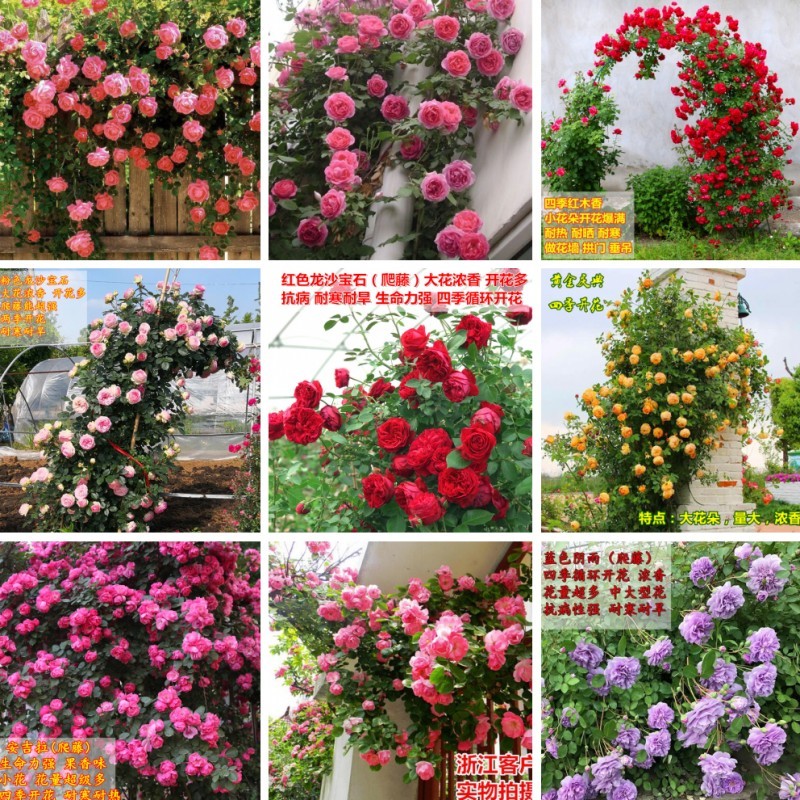 旺之春蔷薇花种子爬藤月季玫瑰四季开花爬墙攀援庭院室内花卉盆栽植物 混色100粒+肥料一包