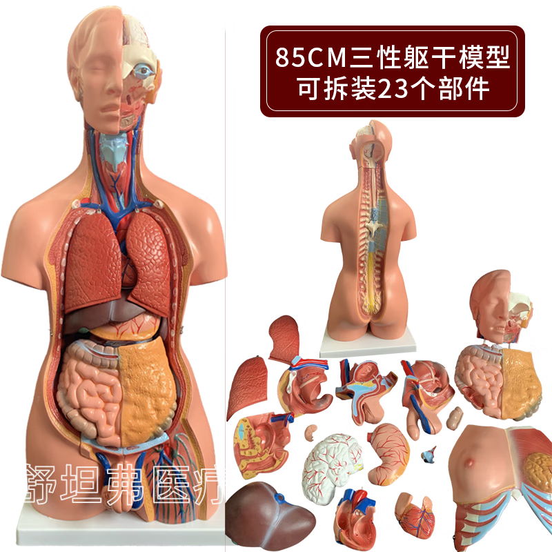 医学85厘米男性躯干 医学28厘米躯干模型 含(19件)部件