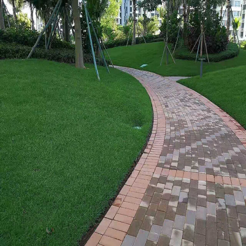 玥缪草坪种子矮生百慕大草种矮生四季青天堂草草籽耐旱耐践踏草籽