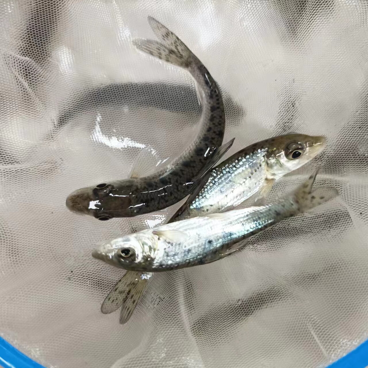 花骨鱼土凤鱼船钉子淡水鱼易养殖高档稀有品种 花骨6-8公分2条 1条