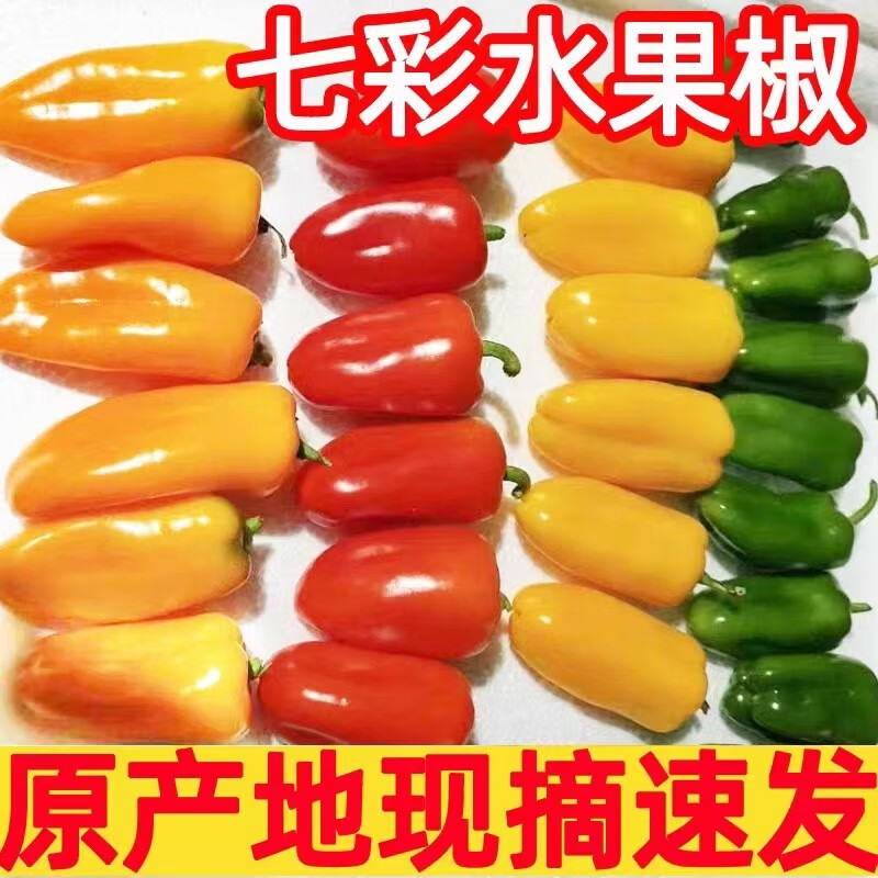 农大姐妹水果彩椒 山东五彩甜椒  七彩生吃彩椒 当季沙拉蔬菜新鲜甜椒凉拌 顺丰冷链上门4斤