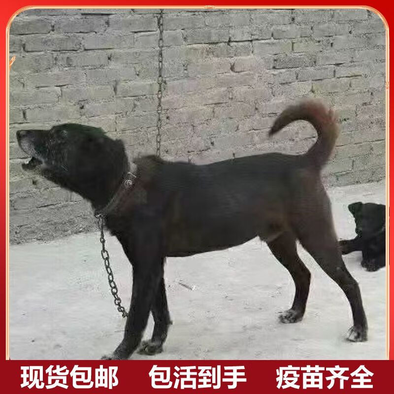 朵蔓包邮包活健康送达犬舍出售青川凉山猎犬赶山狗撵山土猎活物打野猪