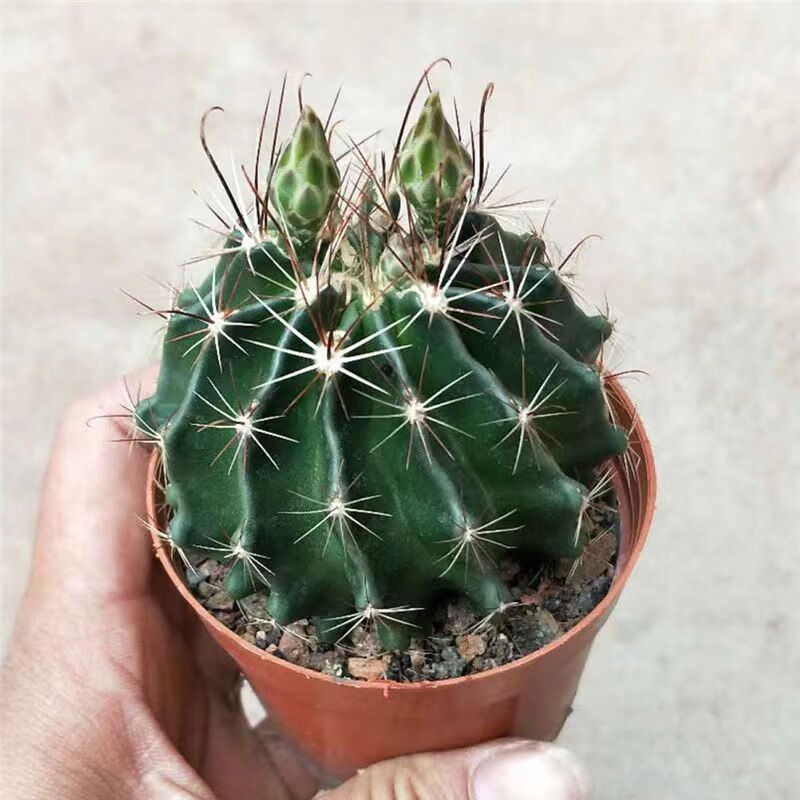 植果缘(fruit border)龙王丸仙人球实生球仙人掌左右旋长钩球属黄色大