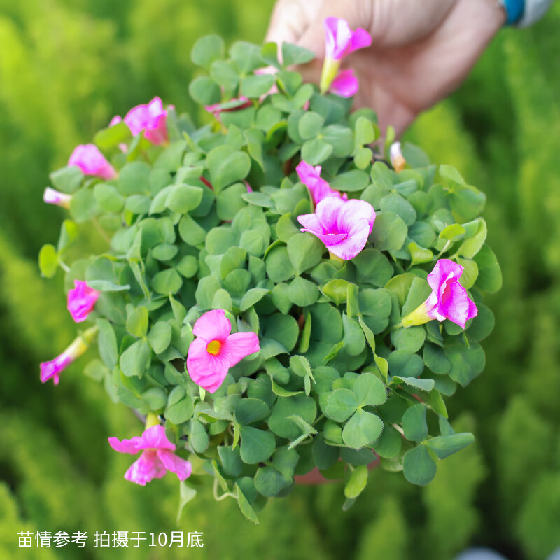 酢浆草盆栽花苗紫叶花叶幸运草三叶草耐热红鲑鱼色混色 绿叶粉花 150