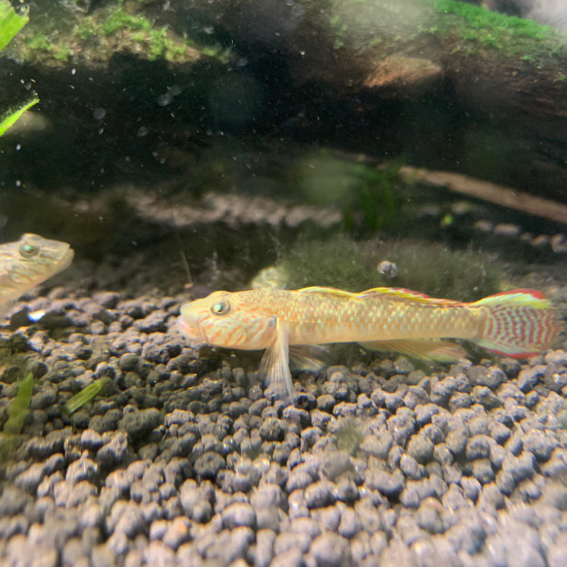 子陵虾虎鱼黄黝鱼原生溪水小鱼耐低温淡水宠物活体水族底层观赏鱼 6-8厘米原生虾虎鱼6条包活5条