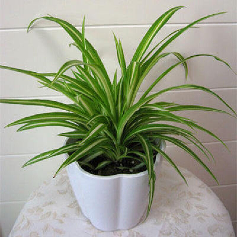 月娥客厅室内办公室垂吊绿植盆栽花卉批发 口红吊兰 含盆 金心吊兰