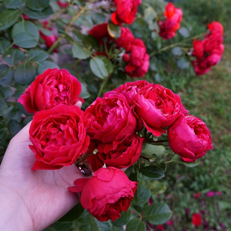 特大花盆栽地载花苗庭院藤本植物欧月蔷薇四季红木香爬藤植物粉龙红龙