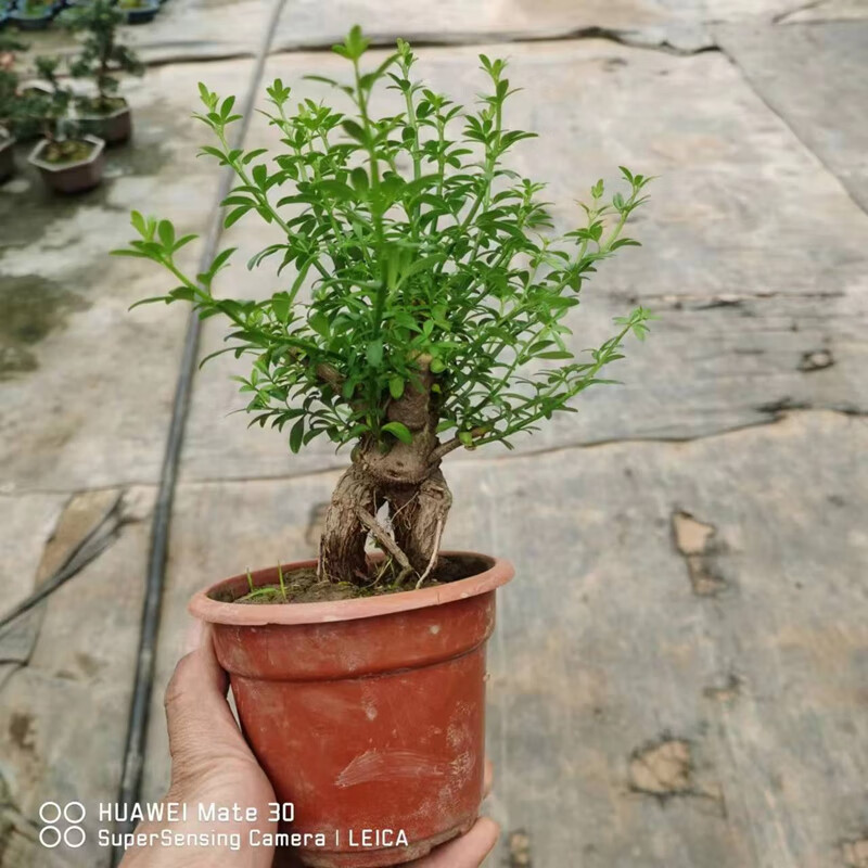 倾颜米叶迎春小老桩盆景盆栽绿植物花卉节日送礼高档盆景四季好养