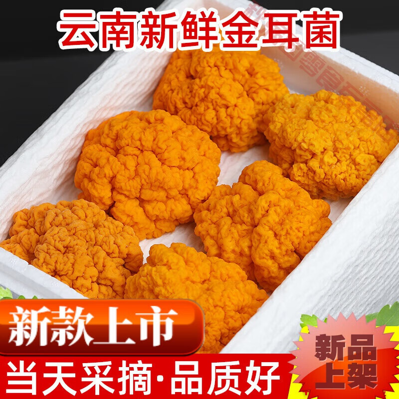 巢浩 新鲜金耳菌500g云南特产黄金耳黄木耳营养黄耳