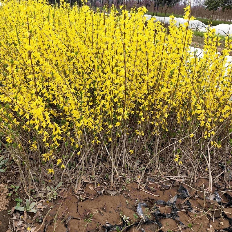 倾奢连翘苗金钟罩花黄老虎树苗园林绿化苗攀缘花卉连翘花苗庭院 连翘2