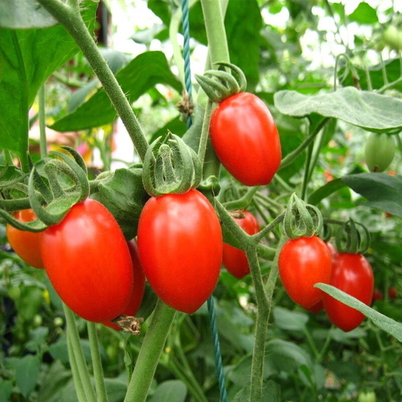 西红柿 樱桃小番茄 红圣女果 大番茄 家庭园艺 红圣女小番茄种子1克