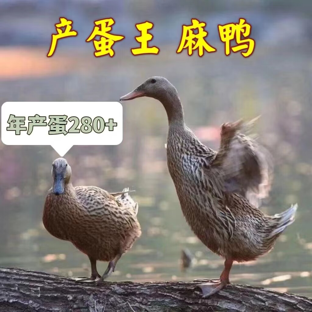 一斤麻鸭苗绿壳蛋麻鸭活体1斤绍兴麻鸭活苗脱温麻鸭小鸭半大鸭苗 1只