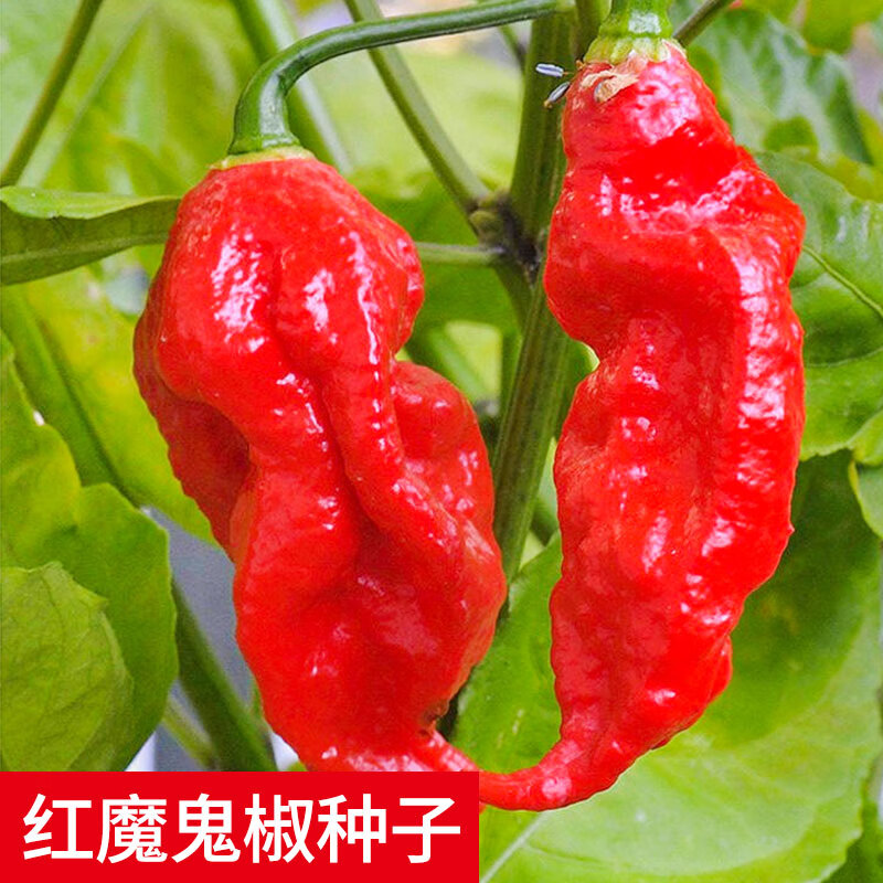 黎昕  印度魔鬼椒辣椒苗秧苗种特辣四季海南黄灯笼蔬菜种籽孑籽种秧苗