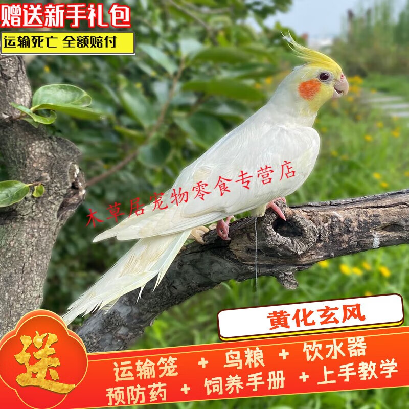 仟芸纯手养玄凤鹦鹉大型活鸟会学说话的鹦鹉手养黄化玄凤鹦鹉一对幼鸟