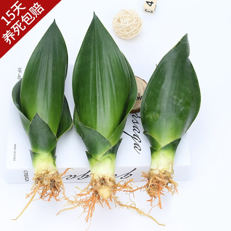 京东绿植盆栽历史价格在哪里找|绿植盆栽价格走势图
