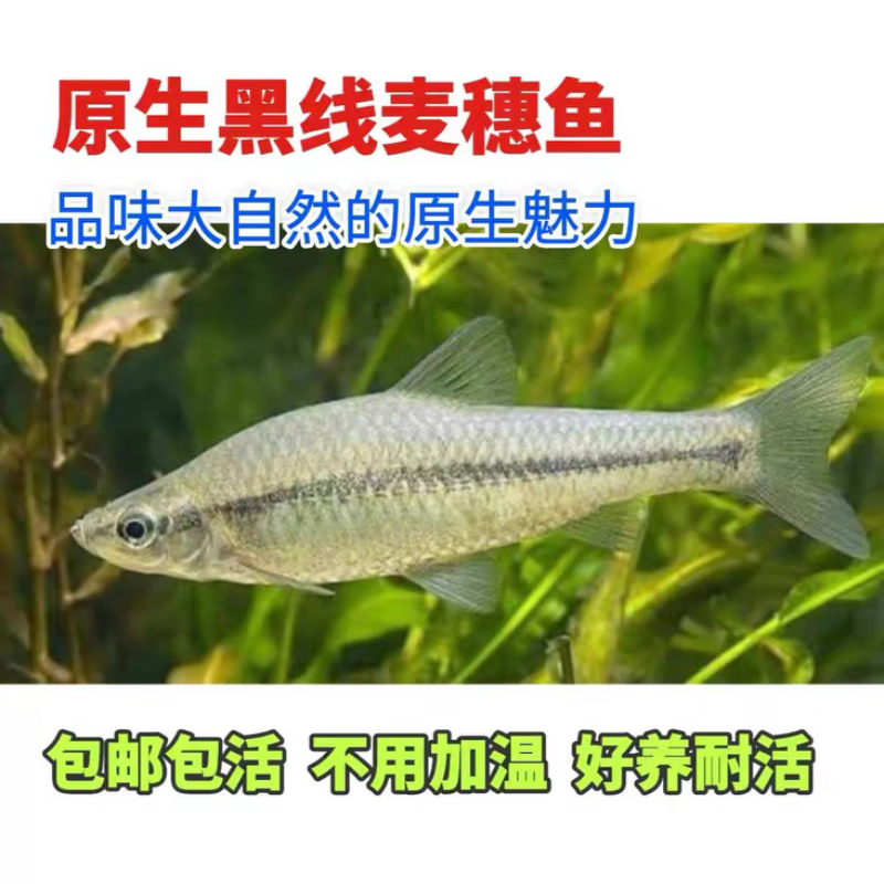 原生麦穗鱼苗饵料鱼乌龟活食金银龙活鱼鳄龟小鱼饲料鱼群游冷水鱼 精选5-8厘米成体鱼43条包活40条