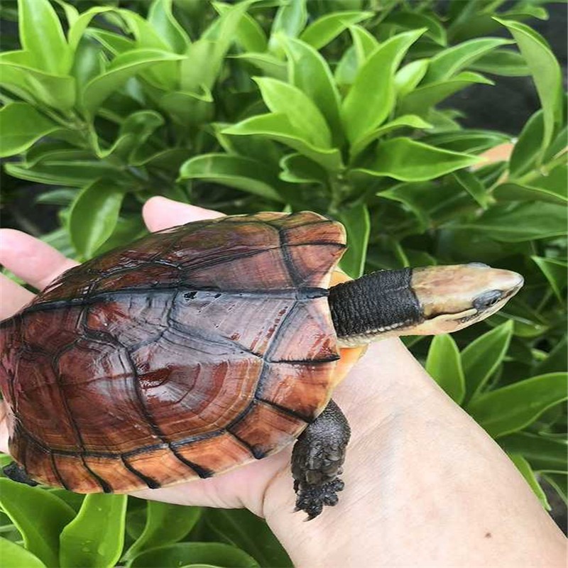 [龟场直发]南石龟 越南石龟活体 黄金龟 乌龟活体 乌龟活物 招镇财宅