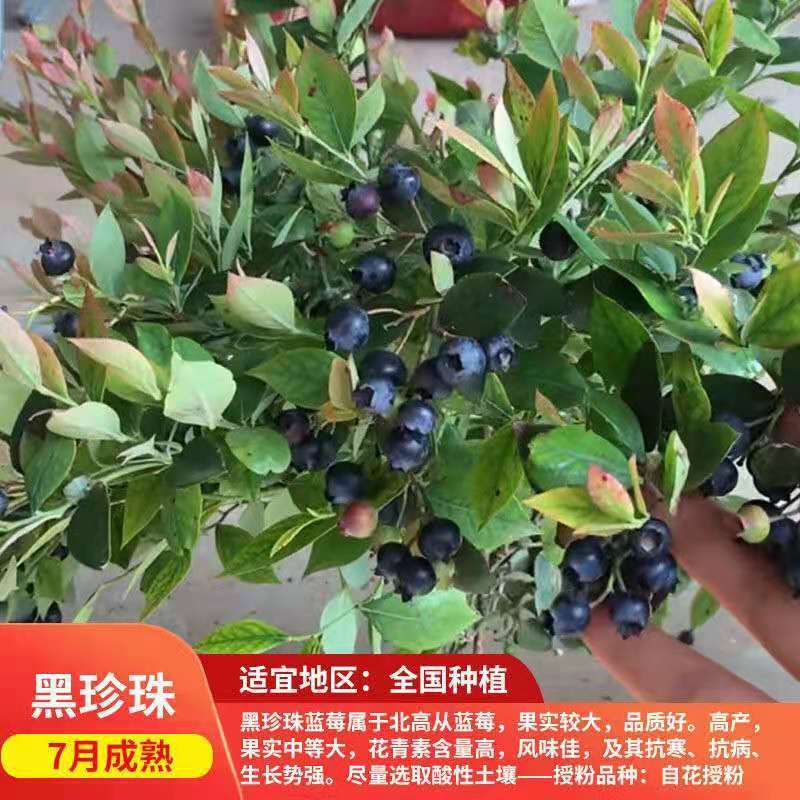 南北方种植 果树苗 蓝莓树 果苗 黑珍珠【全国适应】 三年苗当年结果