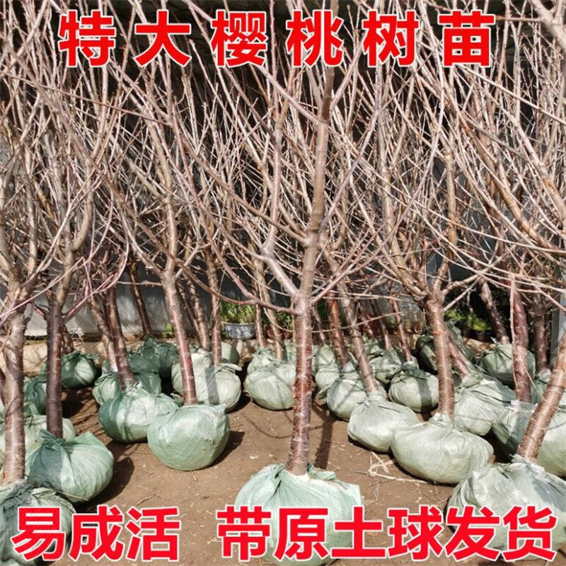 带土球樱桃苗 嫁接车厘子树苗盆栽地栽果树苗 庭院阳台别墅种植 5公分
