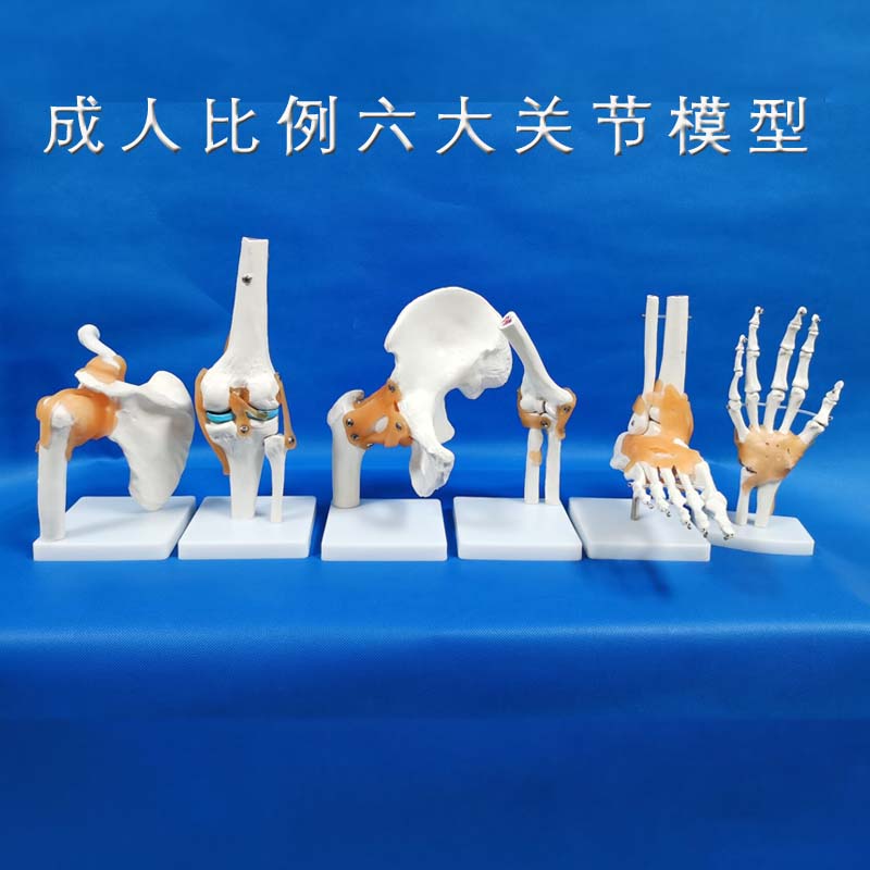 1骨骼模型 六大关节模型白色