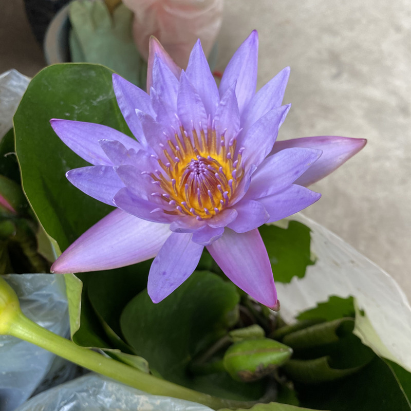 发货荷花苗四季开花盆栽水养池塘鱼池水生植物 紫色【】花苞多香味大