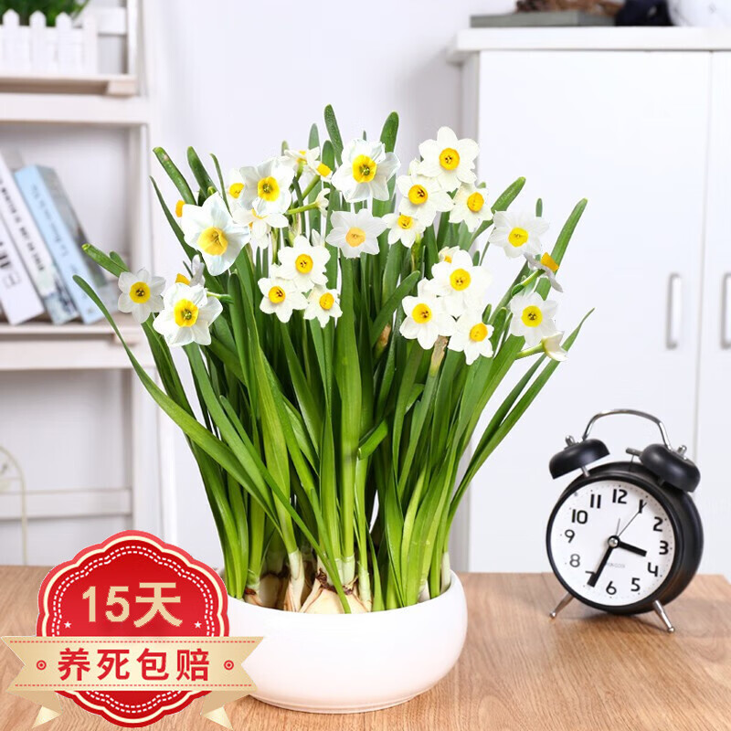 花卉历史价格怎么看|花卉价格比较