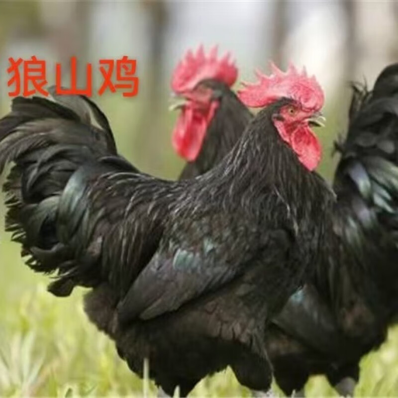 【順豐】純種雞苗五黑雞麻羽雞蘆花雞高產(chǎn)蛋雞大種肉雞小雞苗 狼山雞【疫苗已打好】 30只【特級(jí)雞苗】