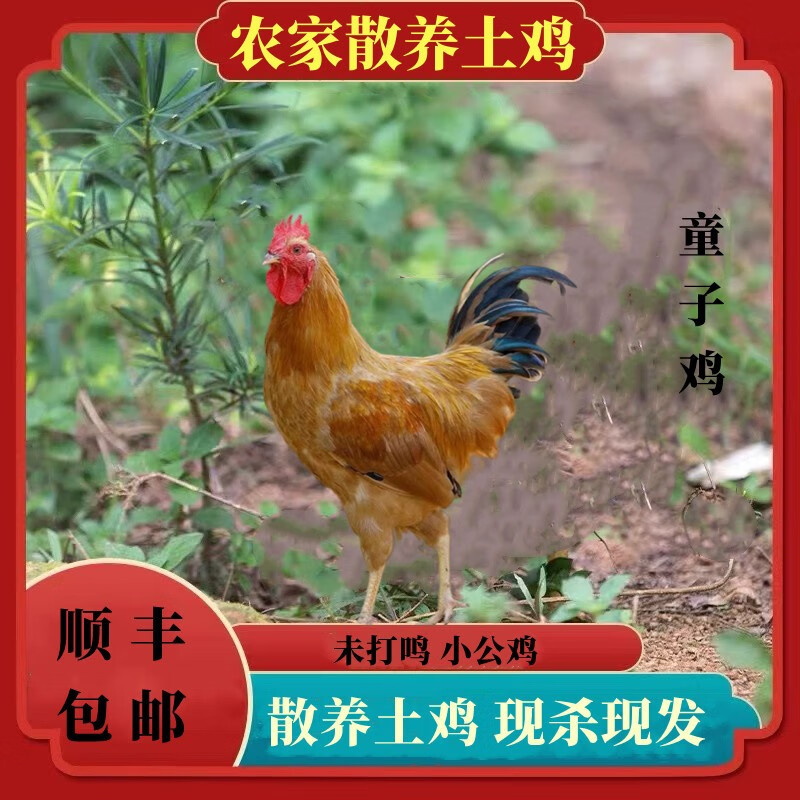 鸡肉历史价格怎么查|鸡肉价格比较