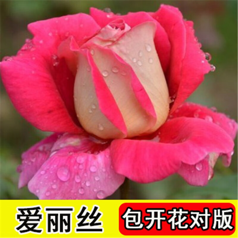 玩冒（WMO）玫瑰花大苗【3株+盆土肥】可自选当年开花大苗盆栽地栽耐寒花卉 绿云【3棵+盆土肥】