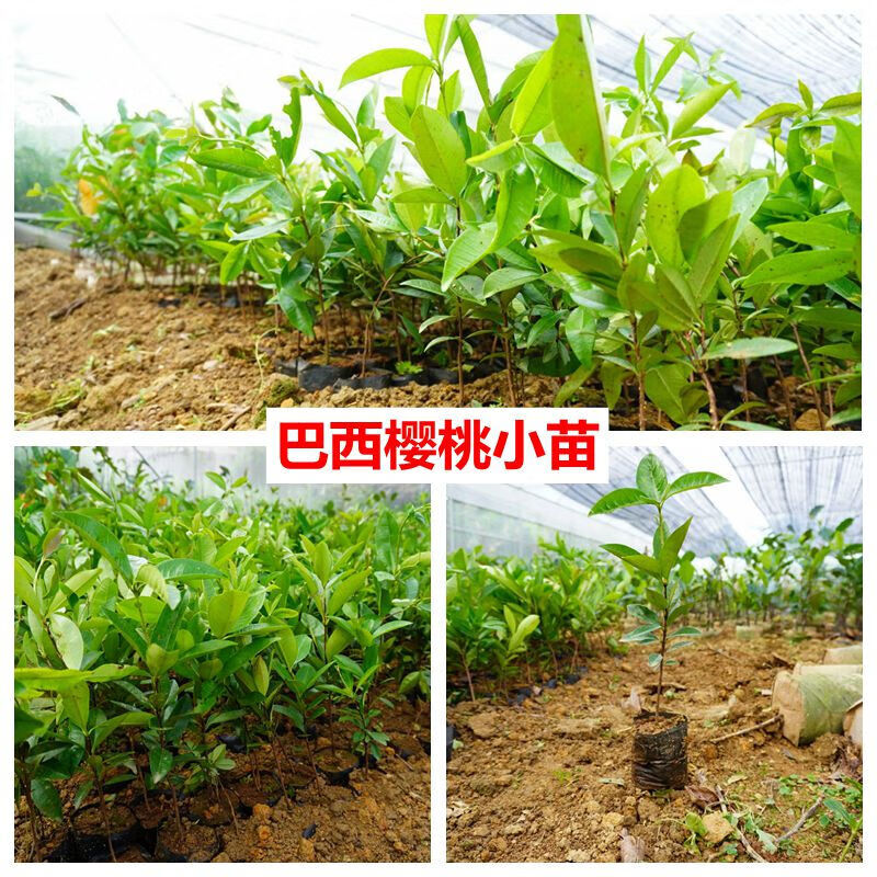 含语彤 巴西甜樱桃苗盆栽苗带叶带泥发货巴西樱桃树苗车厘子 巴西樱桃
