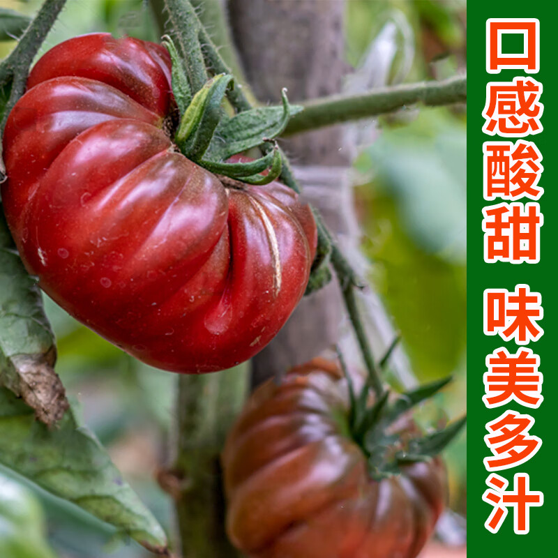 长耕俄罗斯黑牛排番茄种子易种春四季阳台盆栽传家宝番茄种籽蔬菜种孑