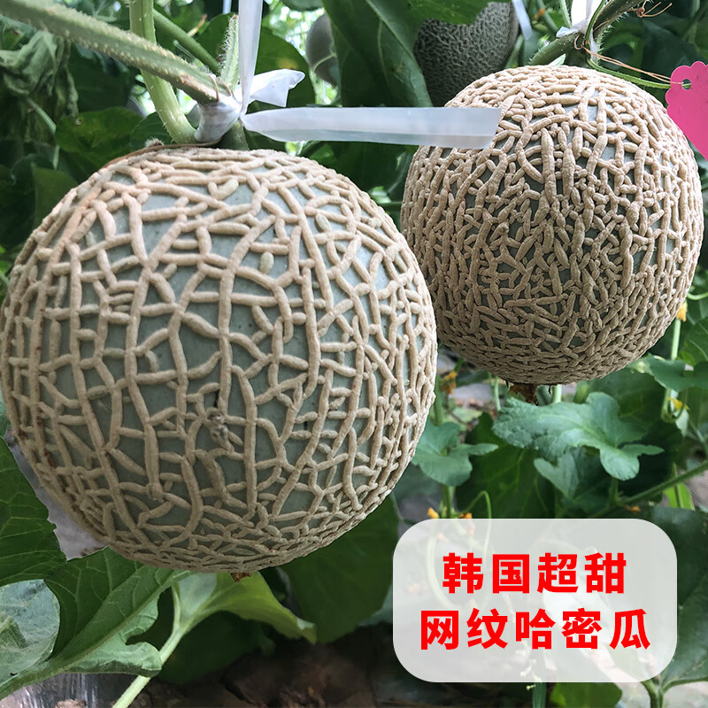 甜韩国网纹哈密瓜种籽新疆甜瓜果香瓜种孑秧苗春季南方四季种子 韩国