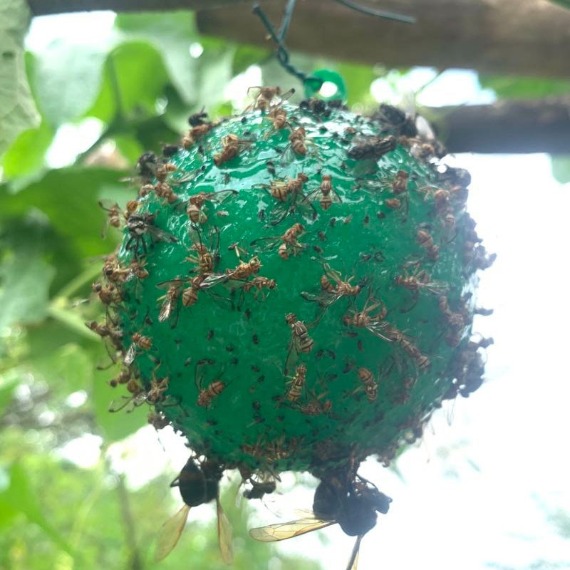 潮鸣(chaoming)果实诱蝇球粘虫球诱虫球瓜果实蝇诱粘剂柑橘大果实蝇小