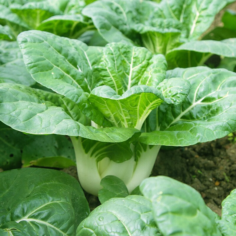 种菜记 蔬菜种子大全快菜生菜鸡毛菜种籽四季南方小青菜春季阳台蔬菜