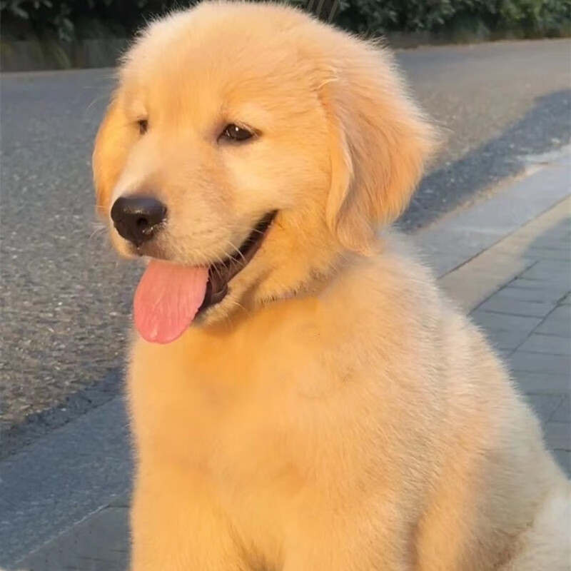 咯咪纯种金毛幼犬狗狗活体宠物狗幼崽金毛寻回犬大型犬 宠物级