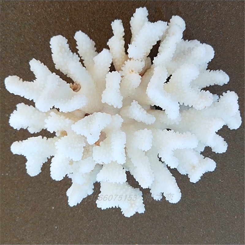 海底石花菜花白珊瑚摆件鱼缸水族箱造景底滤硬化躲避鱼缸石海螺 珊瑚