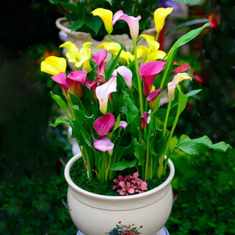 憶芗大球彩色马蹄莲种球带芽马蹄莲花苗花卉盆栽当年开花马蹄莲绿植