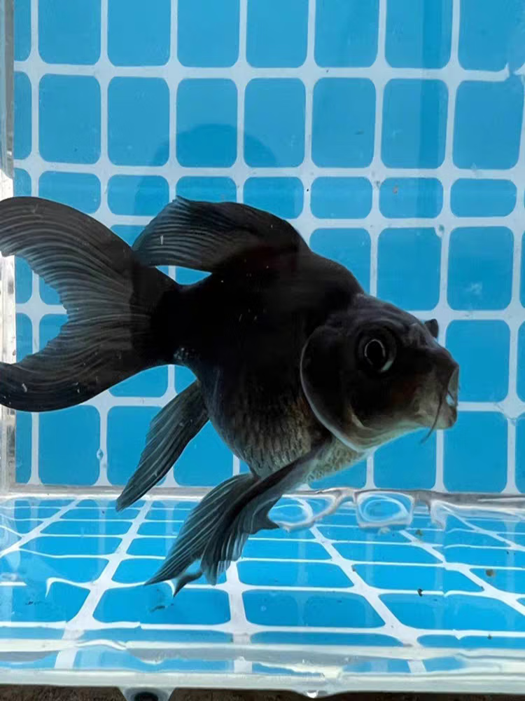 纳学高端台湾蝴蝶鲤鱼球体短身大鳍长尾冷水鱼黑色墨蝶观赏鱼苗活