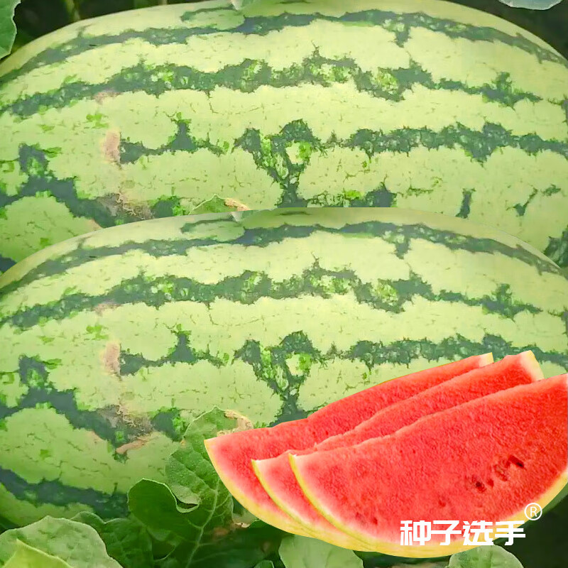 农之子(nongzhizi) 西农八号西瓜种子大西瓜特大瓜果蔬菜南方正宗 科