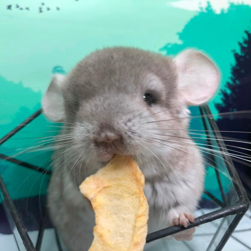 龙猫宠物龙猫活物标灰熊黑纯黑纯紫银斑粉白米色幼崽可爱宿舍 米色 公