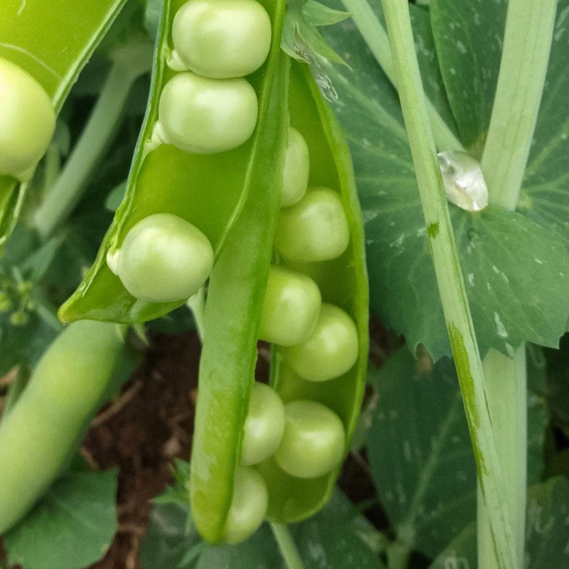寿禾有机蔬菜/菌类-价格走势和销量趋势分析|怎么查京东蔬菜类全网最低时候价格