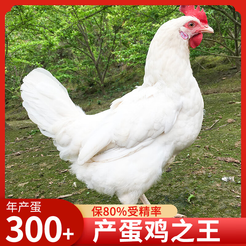 父母代白来航蛋鸡种蛋受精蛋可孵化罗曼粉壳土鸡种蛋年产300 枚蛋 20