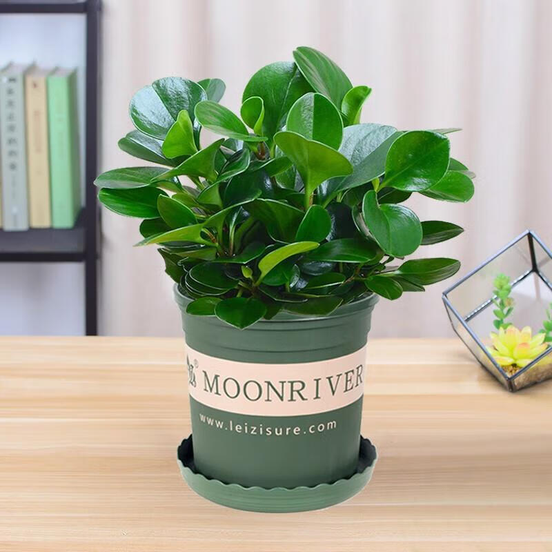 思取豆瓣绿盆栽 水培青叶碧玉室内客厅四季常青绿植花卉 豆瓣绿-加仑