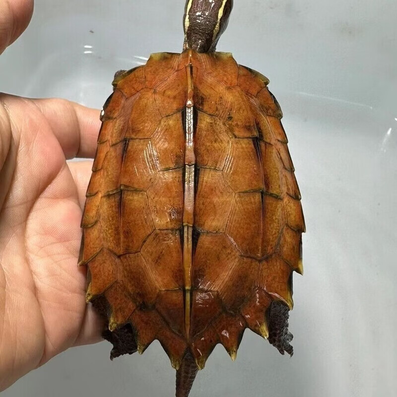 蛋可孵化原种枫叶乌龟蛋可孵纯枫叶龟蛋受精蛋满招财纹金 包孵化品种