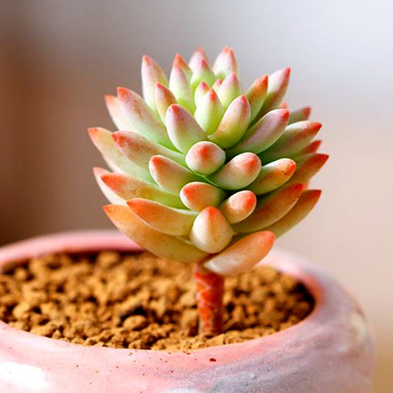 多肉植物吉娃娃吉娃莲多肉超萌肉肉易爆盆办公室花卉绿植盆栽 树冰4