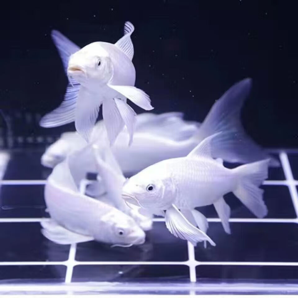 墨一冷水观赏鱼耐寒黑白黄便宜好养耐活批发龙凤 白锦鲤8-10cm3条