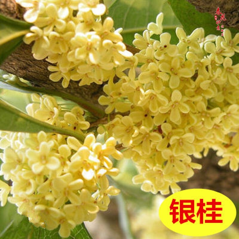 嫁接金桂花树苗四季桂月桂树苗桂花树苗八月桂盆栽庭院盆栽 银桂2厘米