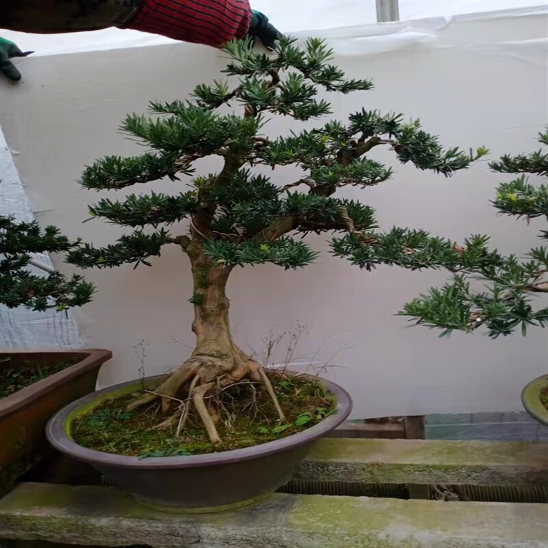 花如嫣罗汉松盆景造型罗汉松庭院客厅罗汉松盆栽植物小型罗汉松盆景 1