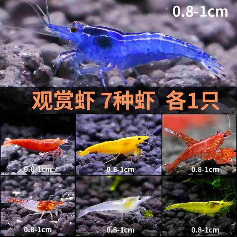 卡奇鱼 观赏虾活体 米虾 清洁虾 清缸除藻吃垃圾 草缸 工具虾 七色虾套餐A高性价比高么？